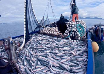 En el Perú, el consumo per cápita de recursos marinos estaría por debajo de los 16 kg