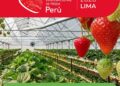 I Congreso Internacional de Fresa – Perú 2026 / Martes 21 de julio