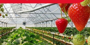 I Congreso Internacional de Fresa – Perú 2026 / Martes 21 de julio