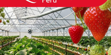 I Congreso Internacional de Fresa – Perú 2026 / Martes 21 de julio